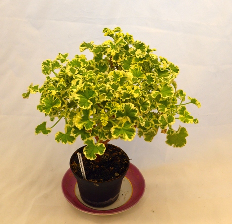 P. crispum 'Variegatum' (P. crispum 'Variegated Prince Rupert')