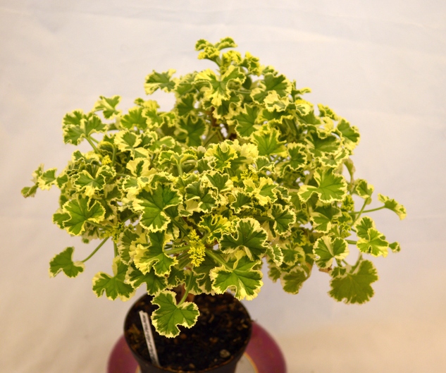 P. crispum 'Variegatum' (P. crispum 'Variegated Prince Rupert')