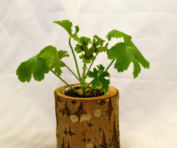 p. soniculoetobium