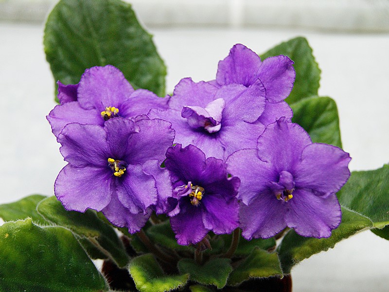 Актриса (Макуни).JPG