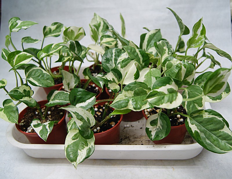 Scindapsus N’Joy.JPG