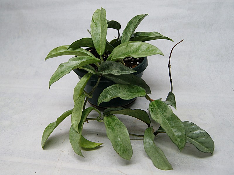 Hoya  carnosa Grey Ghost.JPG