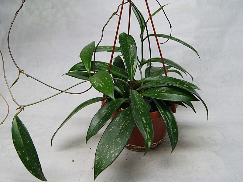 Hoya  Pubicalyx Pink Silver.JPG