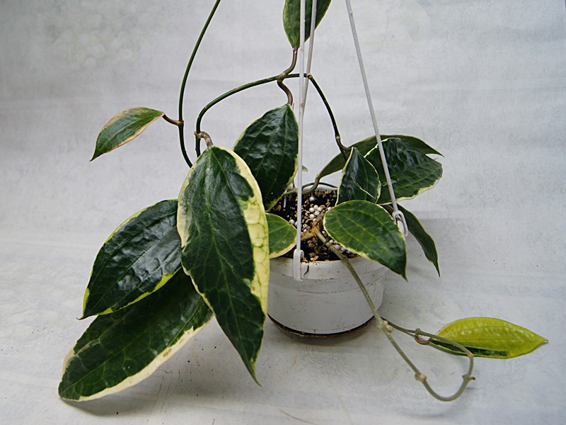 Hoya macrophylla pot of gold.JPG