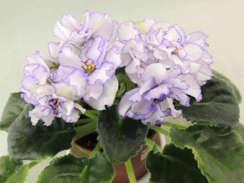ЛЕ-Выпускница