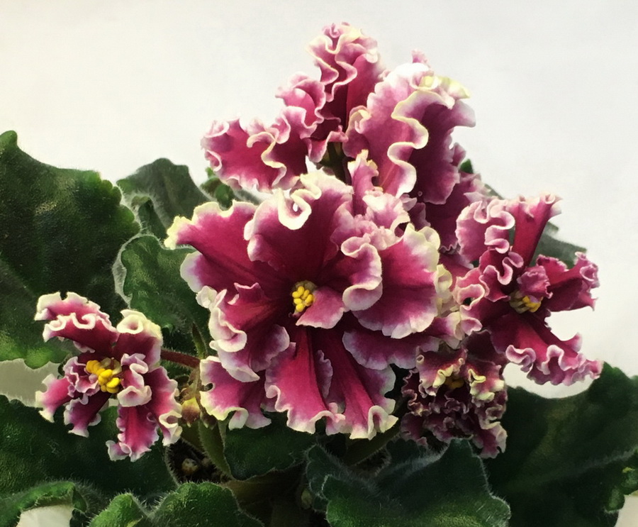 ЕК-Красное Перо
