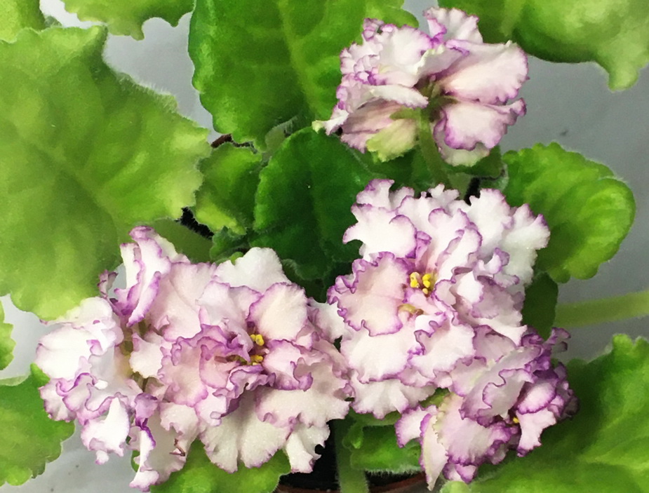 ЛЕ-Мария Мирабелла (спорт)