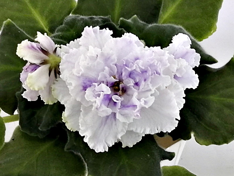 ЛЕ - Пломбир с Черникой.jpg