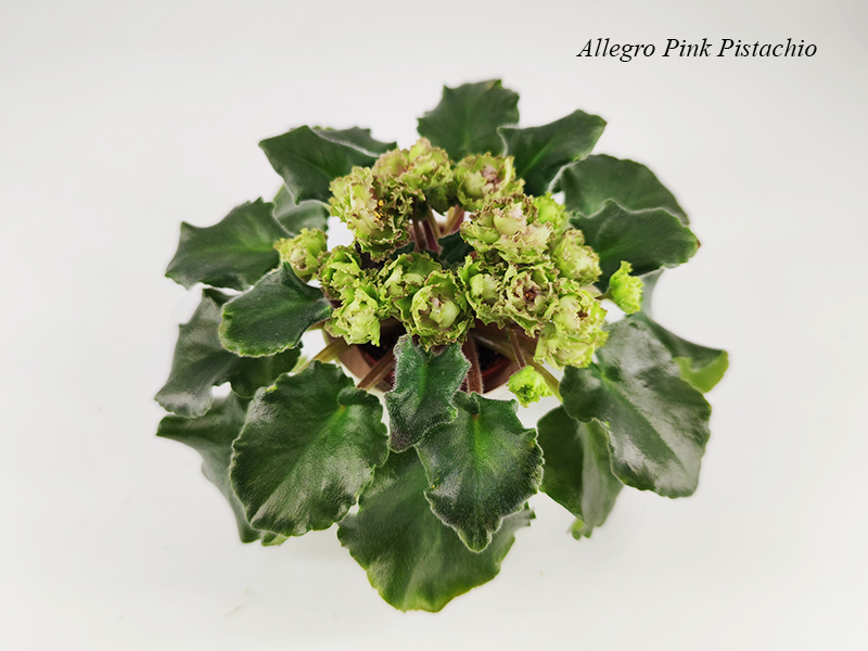 Allegro Pink Pistachio1.jpg