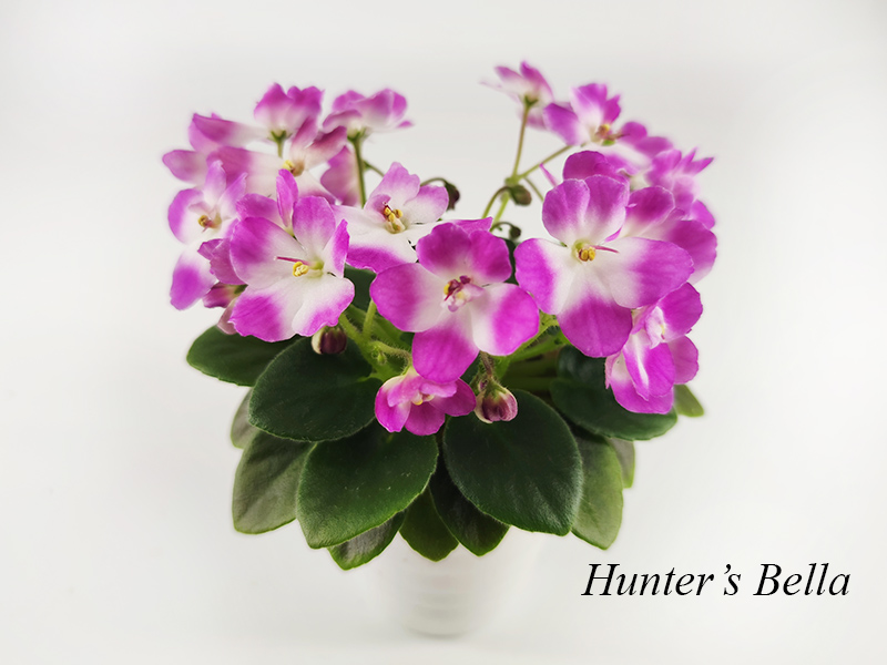 Hunter's Bella.jpg
