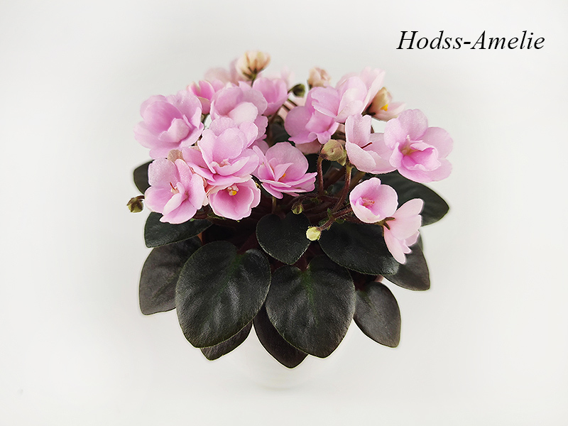 Hodss-Amelie.jpg