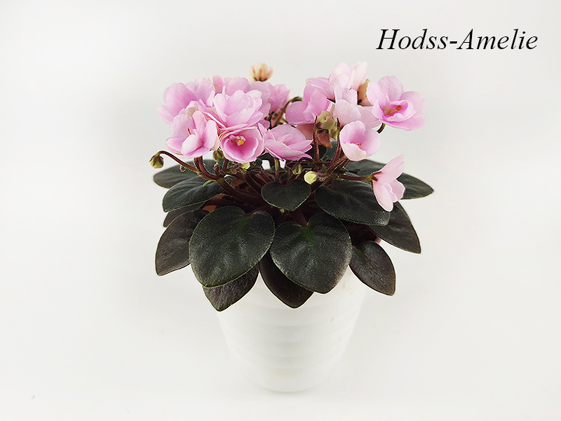 Hodss-Amelie1.jpg