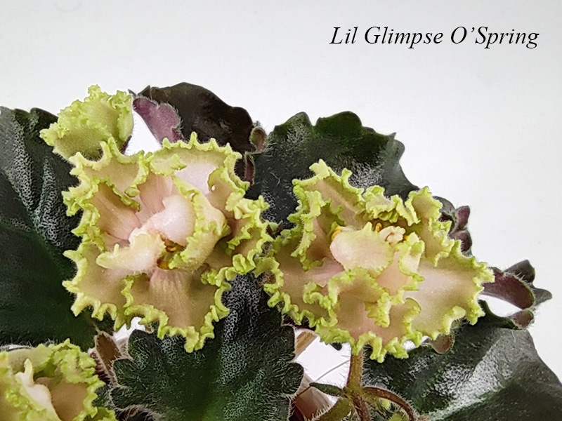 Lil’ Glimpse O'Spring.jpg