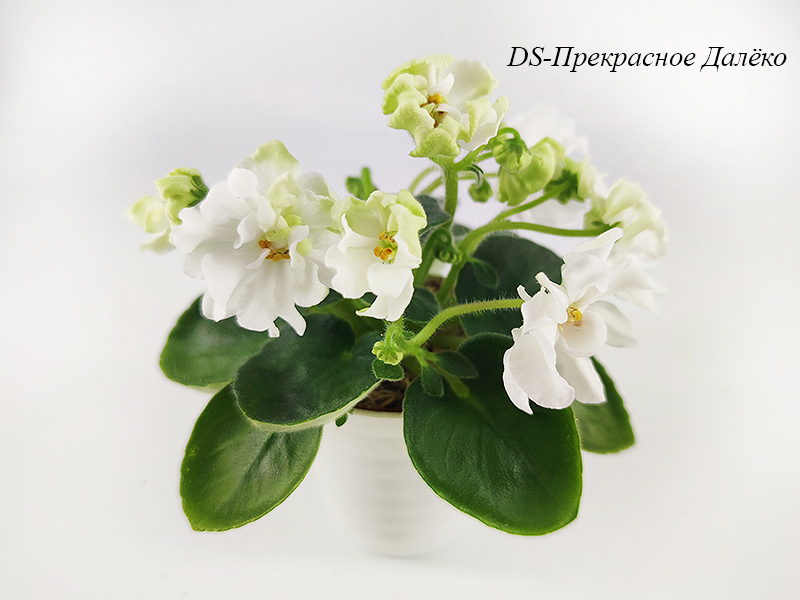 DS-Прекрасное Далеко.jpg