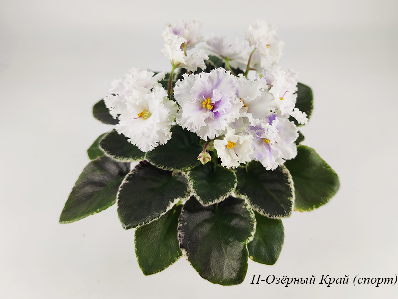 Н-Озёрный Край (спорт).jpg