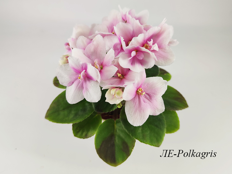 ЛЕ-Polkagris.jpg