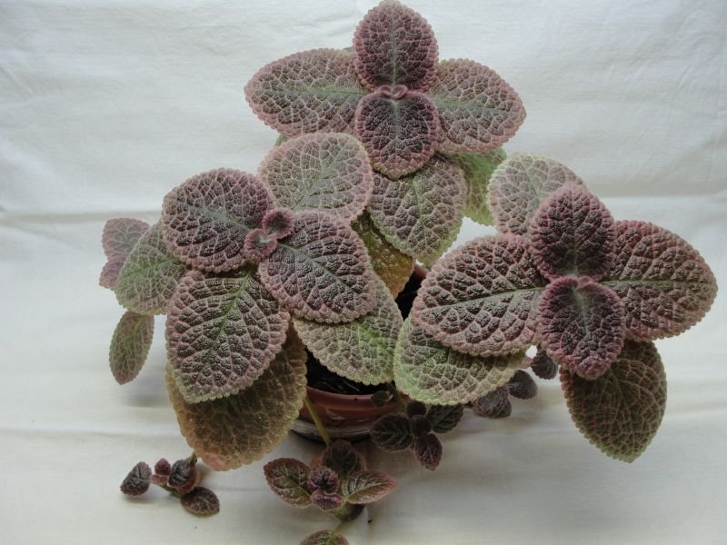 E. Butternut.jpg