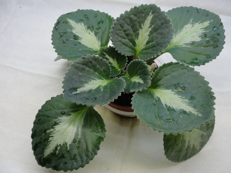 Brassicoides Marble Leaf.JPG