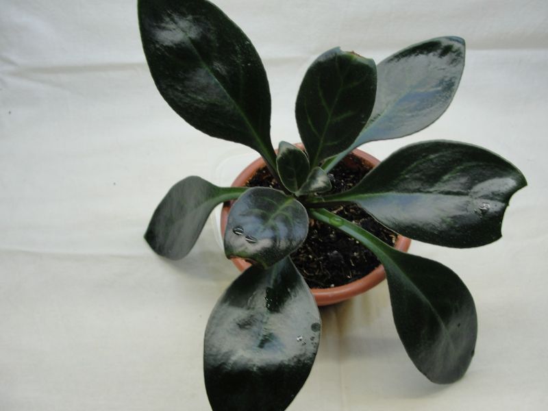 minutimaculata.jpg