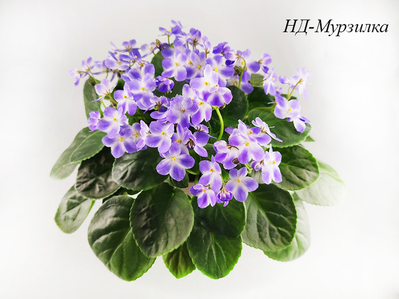 НД-Мурзилка.jpg