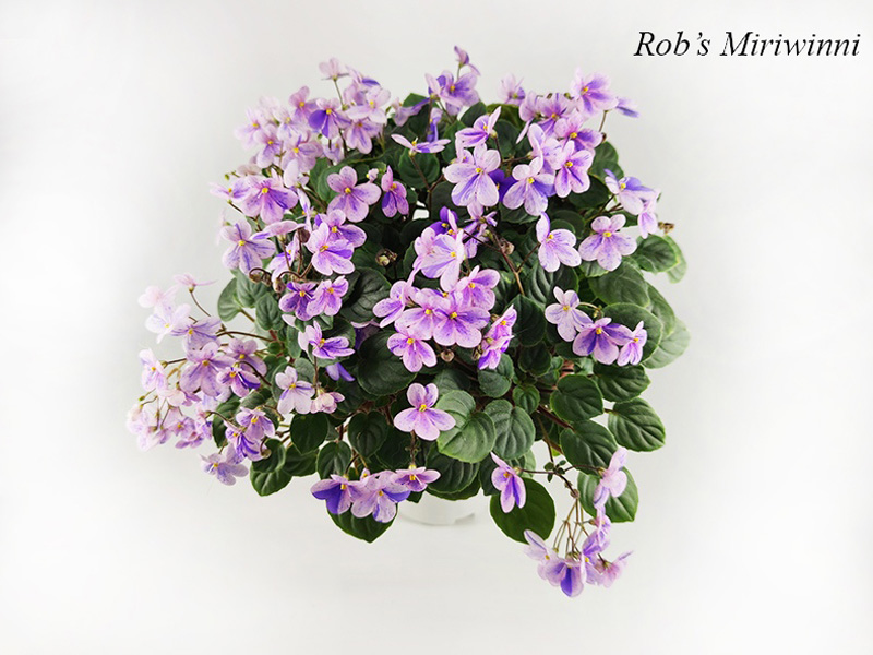 Rob's Miriwinni.jpg