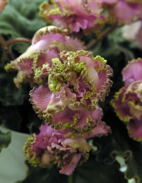 16.JPG