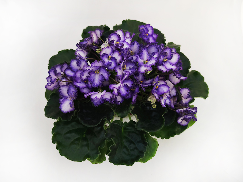 3.Optimara EverPrecious (R. Holtkamp)  Н.Дорофеев.jpg