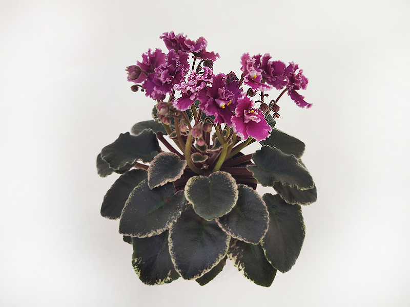 2.Jolly Frills (H.Pittman)  Е.Галицкая.jpg
