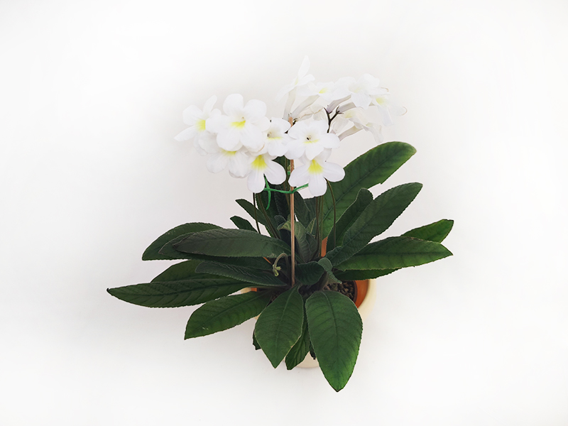 3.Heartland's White Gold (D.Martens)  Н.Дорофеев.jpg
