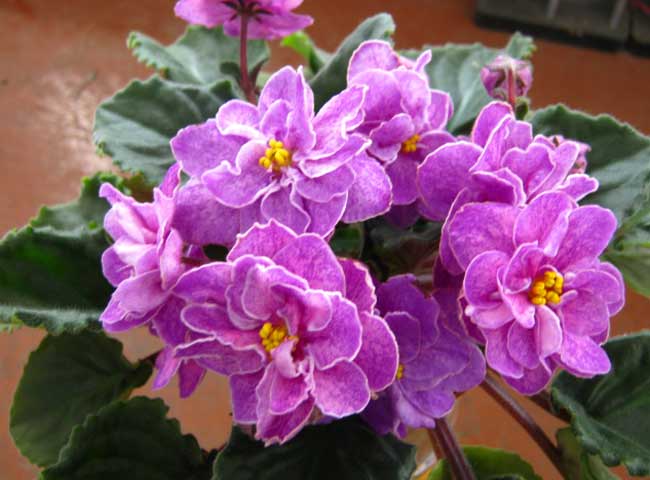 Изображение-332.jpg