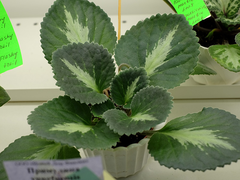 Примулина Brassicoides Marble Leaf, кол.Пудкова