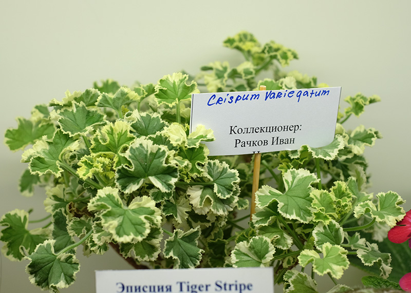 3. кол.Рачков.jpg