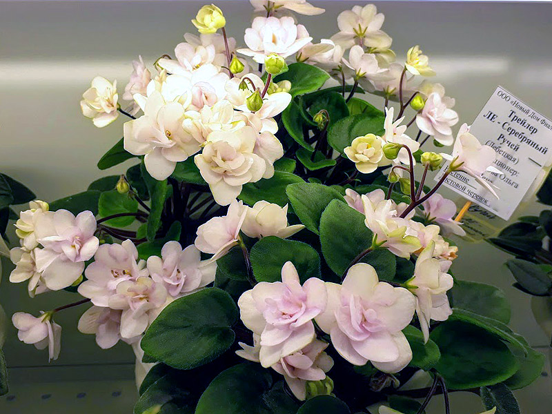 ЛЕ-Серебряный Ручей, Стуленкова.jpg