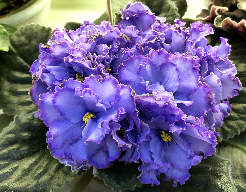 Blue Dragon, кол.Тельных
