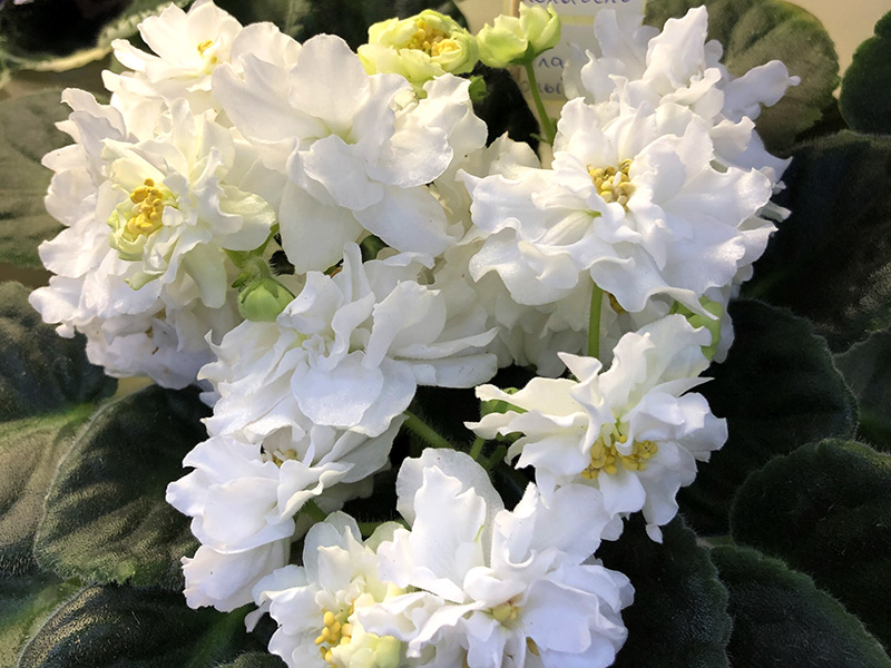 ЛиК-Белая Колыбель, кол.Петров