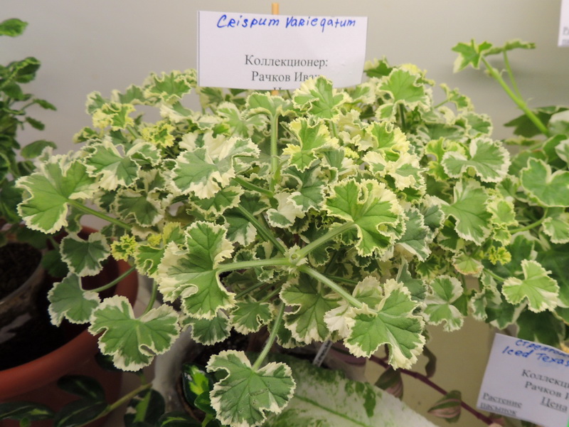 Crispum Varieqatum ( Рачков И.)