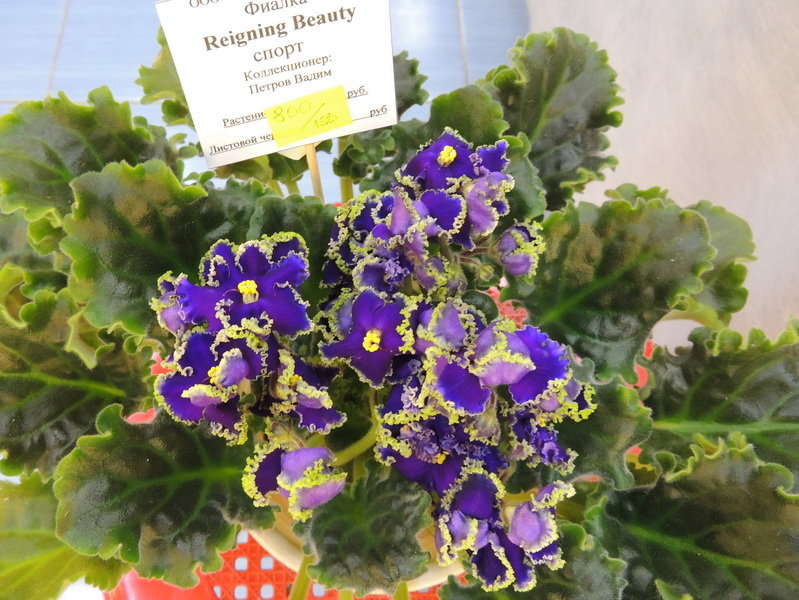 Reigning Beauty спорт ( Петров В.)
