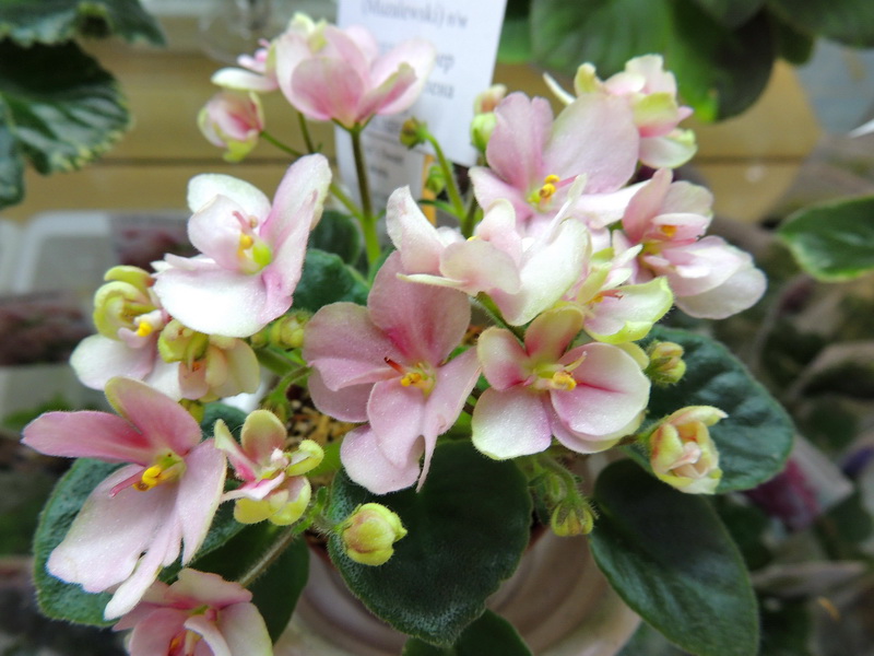 Hunter's Sweet Sakura ( Галицкая Е.)