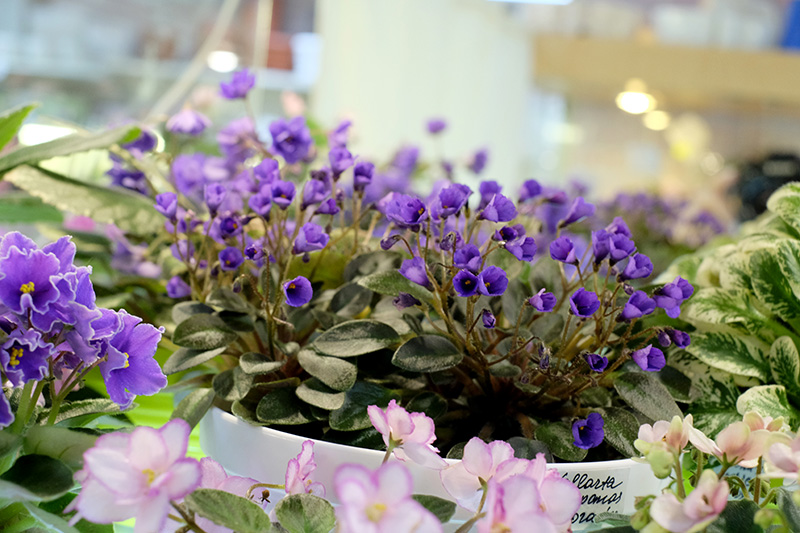 Vallarta Campanas Moradas, кол.Галицкая