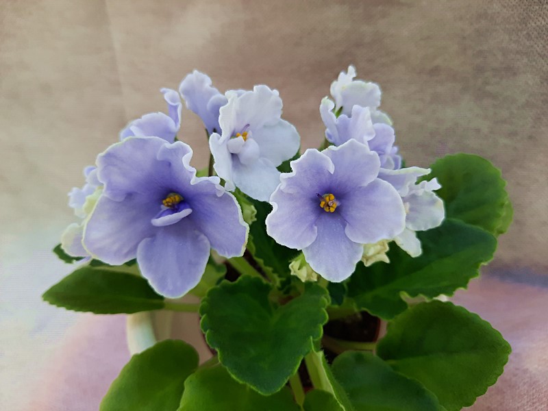 Blue Victoria.jpg