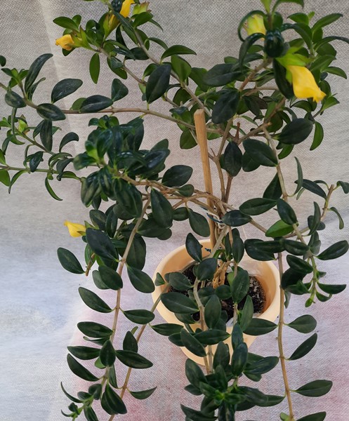 Nematanthus Lucky Strike.jpg