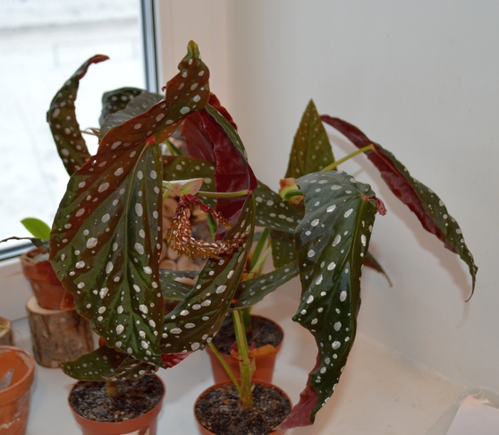 DSC_0177.JPG