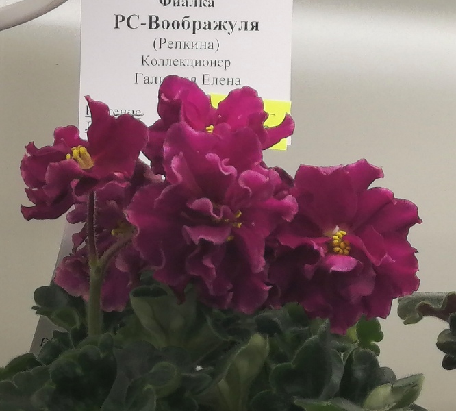 IMG_20210203_105108.jpg