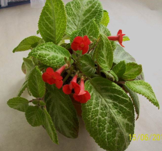 Ep.Tricolor