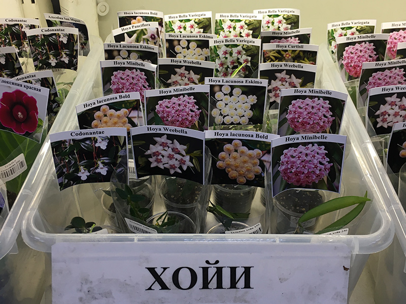 Хойи
