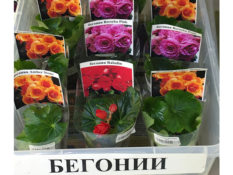 Бегонии