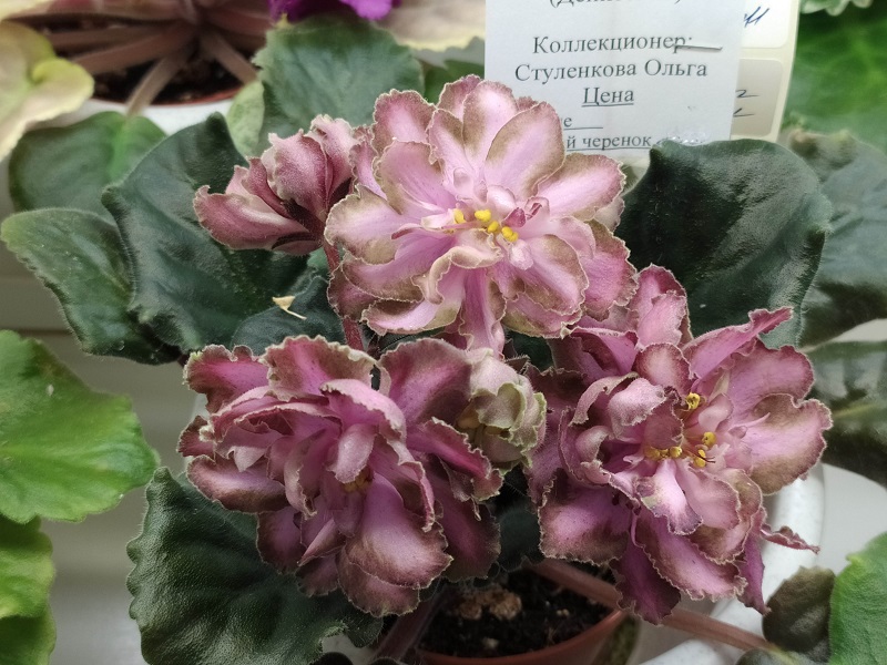 Dn-Рахат Лукум.jpg