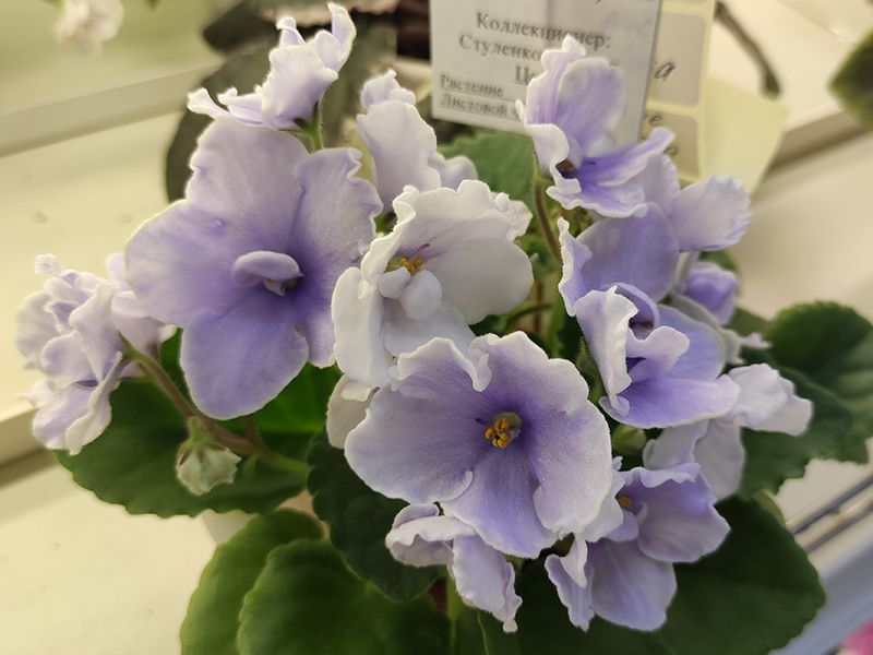 Blue-Victoria