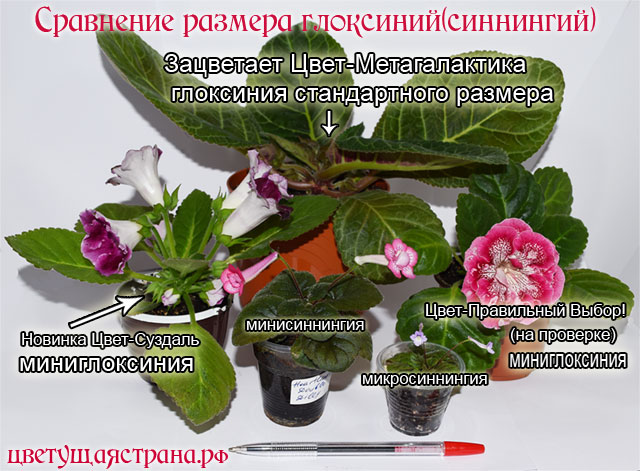 sravnenie-razmera-gloksinij.jpg