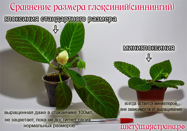 sravnenie-razmera-zacvetajuschih-gloksinij.jpg
